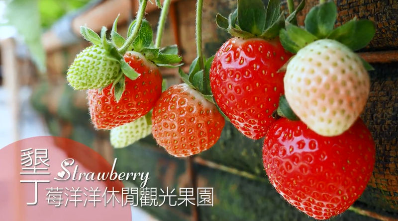 墾丁莓洋洋觀光果園